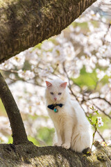 long-haired white Turkish Angora cat with blue eyes sitting gracefully on a tree branch amidst blooming cherry blossoms on a sunny spring day.