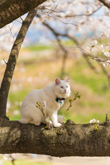 Elegant long-haired white Turkish Angora cat with blue eyes sitting gracefully on a tree amidst blooming cherry blossoms on a sunny spring day.