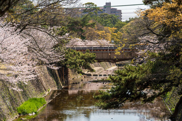 Cherry blossoms in full bloom at Shukugawa Riverside Park, a famous cherry blossom viewing spot in Hyogo. Nishinomiya, Hyogo, Japan.