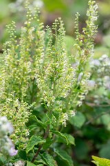 Close up of wood sage (teucrium scorodonia) flowers in bloom