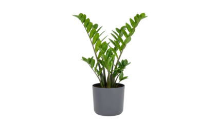 Lush green ZZ plant, Zamioculcas zamiifolia, in a modern grey pot, cut out, stock png, isolated on transparent background