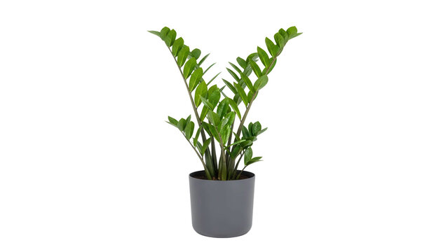 Lush green ZZ plant, Zamioculcas zamiifolia, in a modern grey pot, cut out, stock png, isolated on transparent background