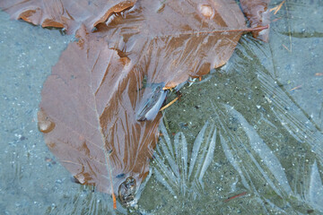 Leaves frozen in textured ice