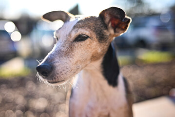 portrait of a smouth foxterrier dog