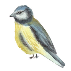 Watercolor illustration of a blue tit with yellow and black feathers. Isolated on a white background. Songbird. Element for designing invitations, postcards, educational materials, nature. Hand drawn © Oksana