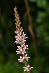 Fototapeta premium Close up of a wedding flower (francoa sonchifolia) plant in bloom