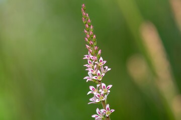 Fototapeta premium Close up of a wedding flower (francoa sonchifolia) plant in bloom
