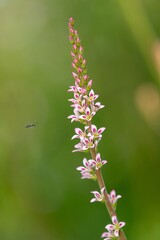 Fototapeta premium Close up of a wedding flower (francoa sonchifolia) plant in bloom