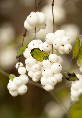 Snowberry Symphoricarpos albus with white berries on bush close-up.