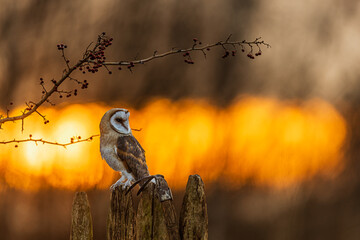 Barn Owl Tyto alba rests on post with berry branch before sunset