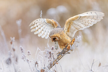 Fototapeta premium Tyto alba Barn Owl landing on perch carrying vole prey at dawn.