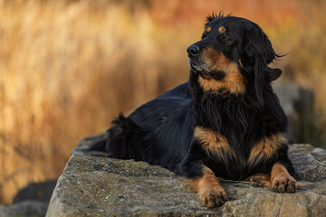 Hovawart Dog Canis lupus familiaris lies on rock in warm evening light