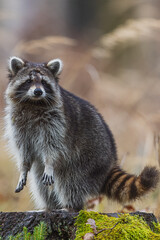 Procyon lotor Raccoon stands upright on mossy log in soft autumn light