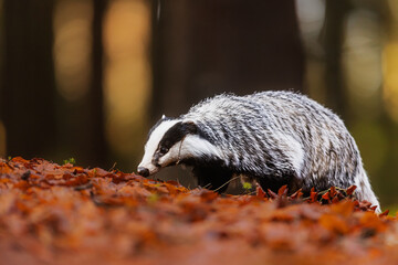 Meles meles European Badger foraging among fallen autumn leaves in quiet woodland.