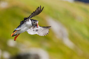 Fratercula arctica Atlantic Puffin flies with fish against blurred green hillside background