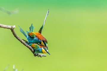 pair Merops apiaster European Bee-eater balances on branch during vivid courtship display