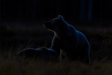 Ursus arctos Brown Bear watches twilight sky with cub in shadow silence
