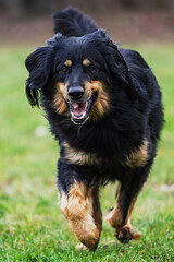 happy Dog hovawart Canis lupus familiaris running toward camera across green grass field