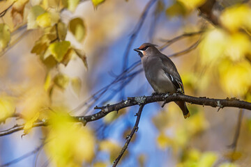 perched Bombycilla garrulus Bohemian Waxwing watches quietly among golden leaf and twig