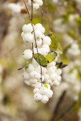 Snowberry Symphoricarpos albus with white berries on bush close-up.