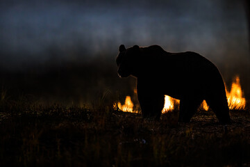 backlit silhouette shows Ursus arctos Brown Bear at twilight among glowing flames