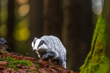 Meles meles European Badger climbing mossy bank in autumn forest with bokeh