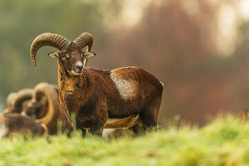 Adult European Mouflon Ovis orientalis musimon ram stands in misty meadow light