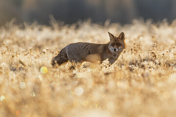 Red Fox Vulpes vulpes standing alert in frosty meadow at sunrise light