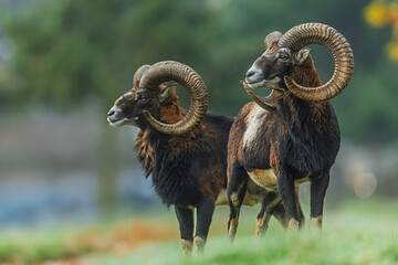 two European Mouflon Ovis orientalis musimon rams pose together on green slope