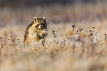 Raccoon Procyon lotor pausing upright among dry grasses on cold winter morning