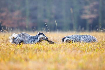 Meles meles European Badger pair tugs prey in meadow during early morning