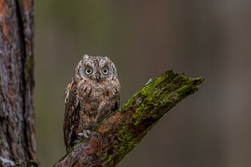 Otus scops Eurasian Scops Owl staring from mossy branch in quiet woodland