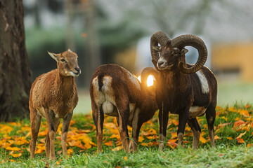 European Mouflon Ovis orientalis musimon group grazes in autumn park sunrise glow