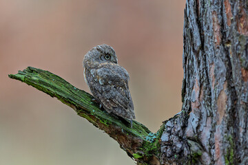 Otus scops Eurasian Scops Owl resting sideways on mossy limb at dawn.