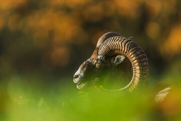 autumn portrait of Ovis orientalis musimon European Mouflon ram behind green grass