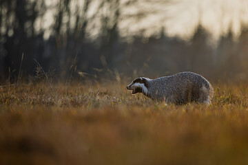 Meles meles European Badger forages in backlit grass as sun rises behind