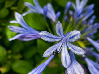 AGAPANTHUS AFRICANUS WITH WATER DROPLETS IN MACRO VIEW