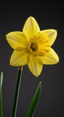 A vibrant yellow daffodil bloom stands brightly isolated against a clean background, symbolizing hope and the joyful arrival of the spring season ,plant ,stem ,minimalism