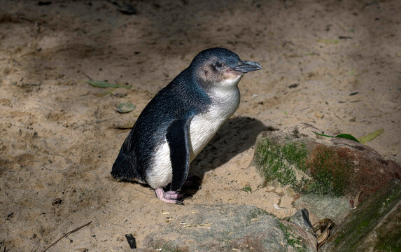 Little Blue Penguin ( Eudyptula minor)