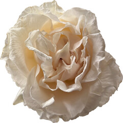 white rose isolated on white png cutout