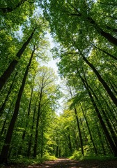 Fototapeta premium A serene natural backdrop featuring dense woodland, lush green leaves, and towering tree trunks stretching toward the bright sky ,trunks ,environment ,health