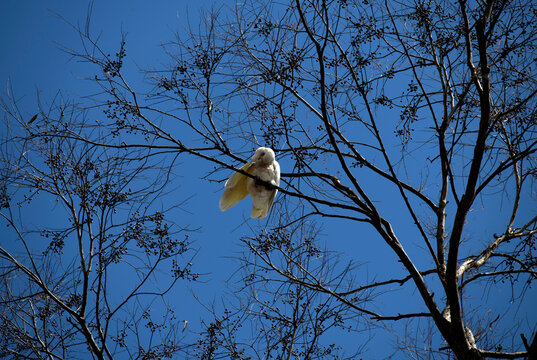Little Corella (Cacatua sanguinea)