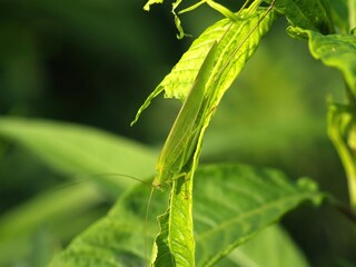 Sickle-bearing bush-cricket Phaneroptera falcata of Tettigoniidae is a green insect with long antennae. This is an authentic optical photography captured on location