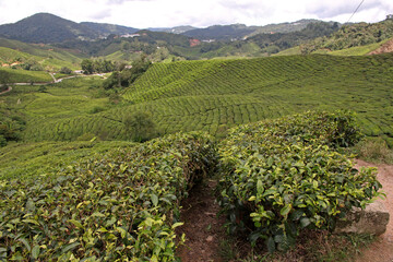 Tea plantation rows in Cameron Highlands, Malaysia with sharp foreground leaves and softly blurred hills in background