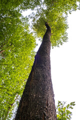 Tree in the Białowieża Forest, Podlasie, Poland