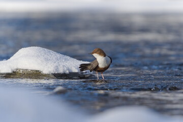 White-throated Dipper (Cinclus cinclus) Standing on River Stone in Winter &mdash; Common bird Species in the Czech Republic