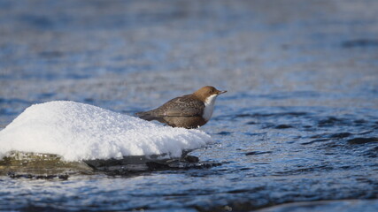 White-throated Dipper (Cinclus cinclus) Standing on River Stone in Winter &mdash; Common bird Species in the Czech Republic