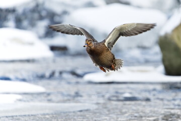Mallard aka wild duck (Anas platyrhynchos) Female Flying Low Over Winter River &mdash; Common bird Species in the Czech Republic.