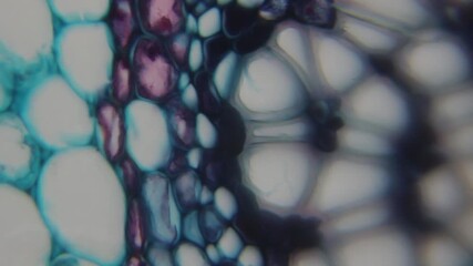 Microscopic view of stained plant stem cross-section showing distinct cell walls in blue and purple hues, highlighting vascular and supportive tissues.