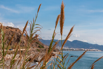 Tall wild reeds sway gently in the foreground, framing a blurred view of the rugged Torrox Costa coastline and the sparkling Mediterranean Sea with distant mountains in sunny Andalusia, Spain.